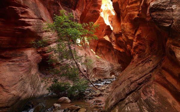 Дерево на дне каньона