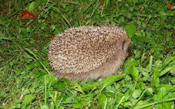 Ежик  летом