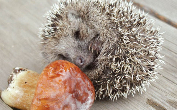 Ежик  и  гриб