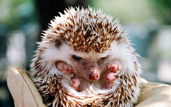 Маленький  ежик