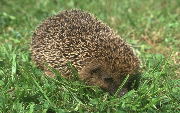 Ежик  на  траве