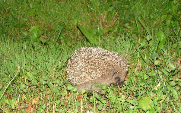 Ежик на  поляне