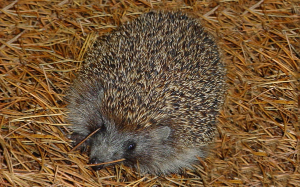 Ежик  осенью