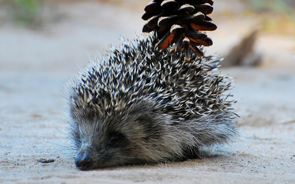 Ежик несет шишку