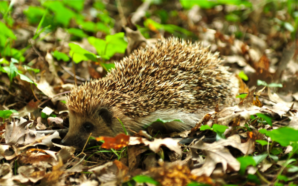 У ежика свои дела