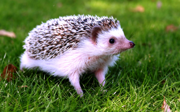 Африканский ежик