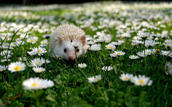 Ежик в ромашках