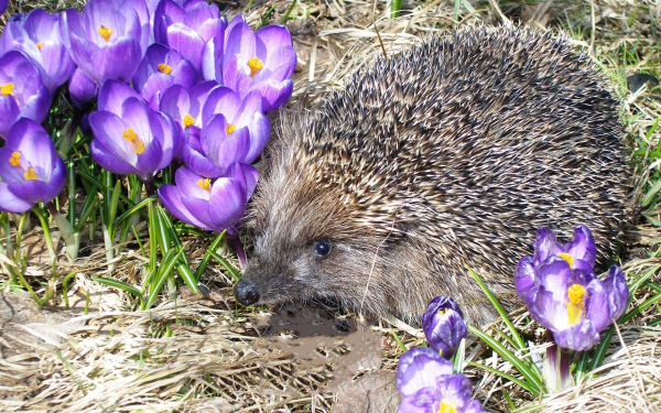 Ежик на весенней поляне