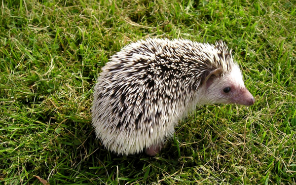 Ежик на природе