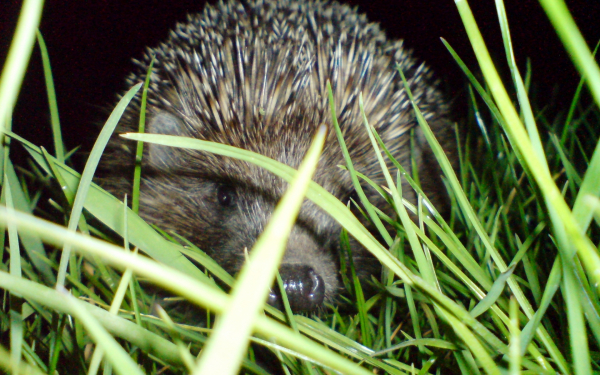 Ежик прячется в траве
