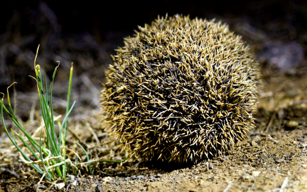 Ежик спрятался