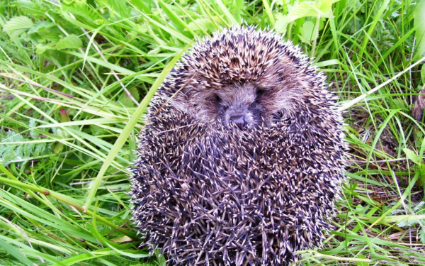 Ежик съежился