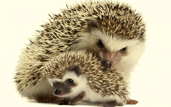 Ежиха и ежонок