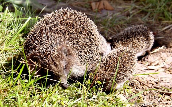 Ежиха с ежатами
