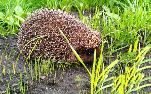 Обыкновенный еж