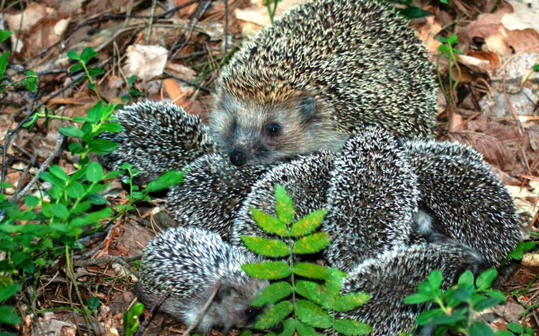 Ежата и ежиха