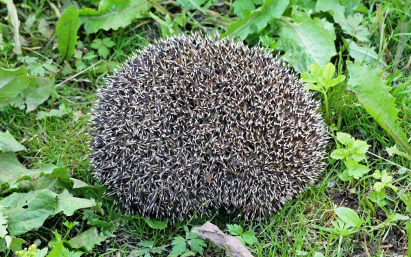 Ежик колючий колобок