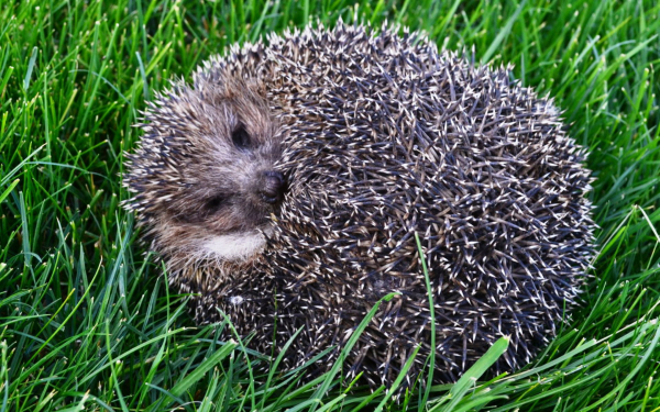 Ежик на зеленой траве