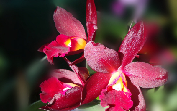 Орхидея красная