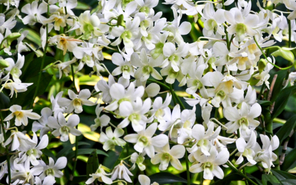 Белые орхидеи