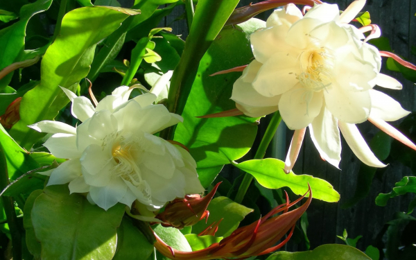 Кактусовые орхидеи