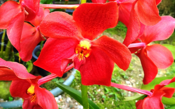 Красные орхидеи