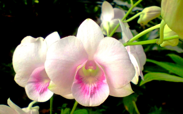 Орхидеи белые