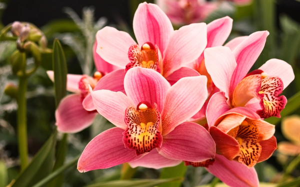 Орхидеи розовые