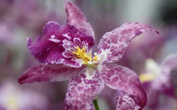 Орхидея крапчатая