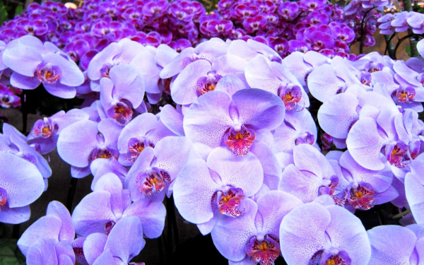 Разноцветные орхидеи