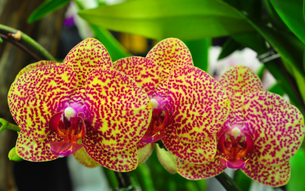 Три орхидеи