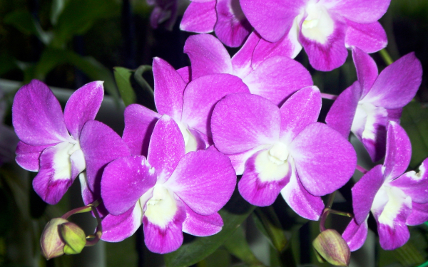 Фиолетовые орхидеи