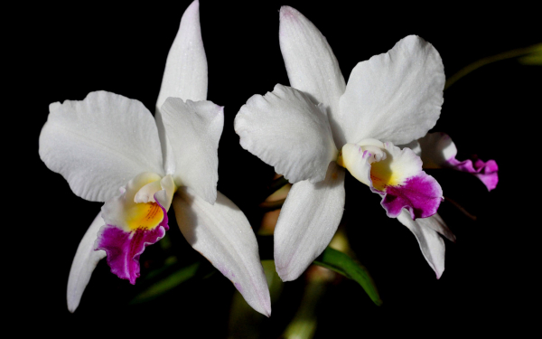 Орхидея Каттлея белая