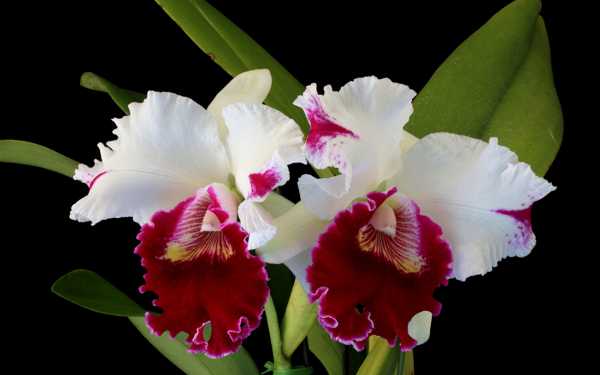 Орхидея Каттлея двухцветная