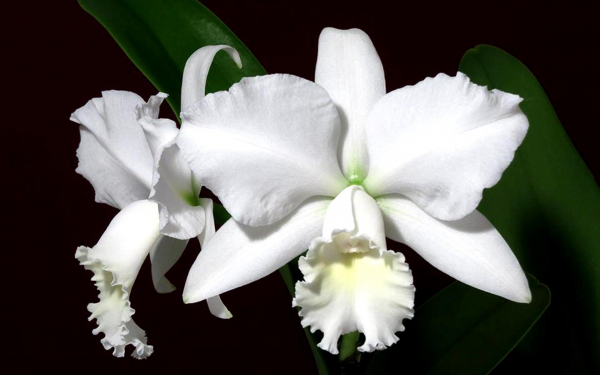 Орхидея белая