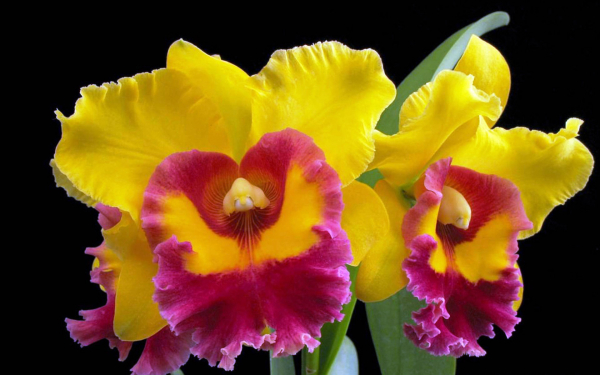 Орхидея гибрид