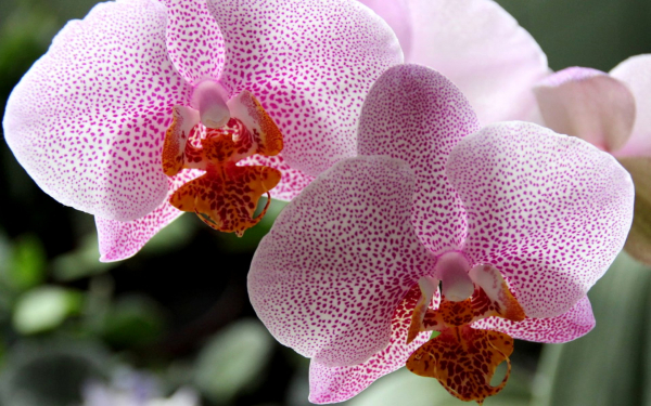 Орхидея фаленопсис