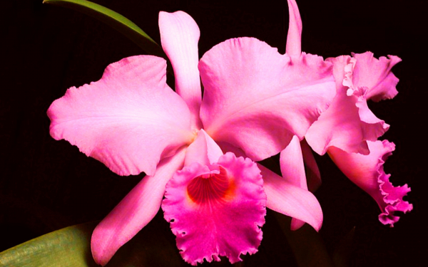 Розовая орхидея