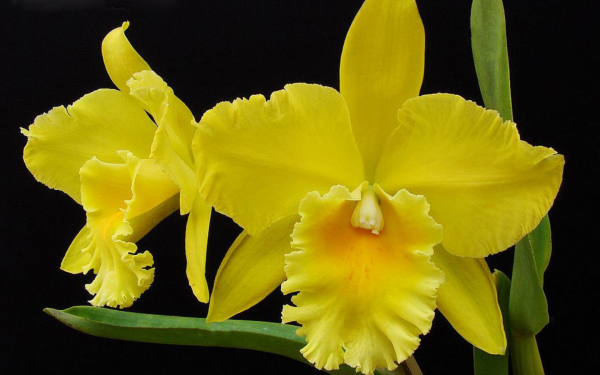 Желтая орхидея