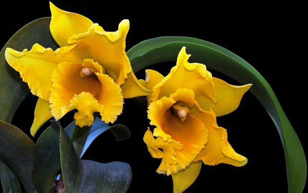 Желтые орхидеи