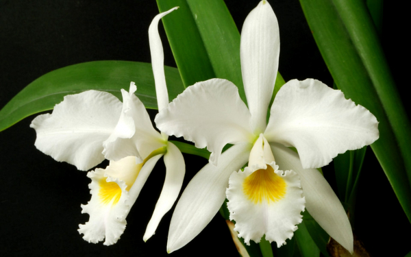 Каттлея белая