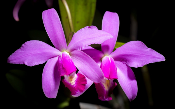 Каттлея виолацея