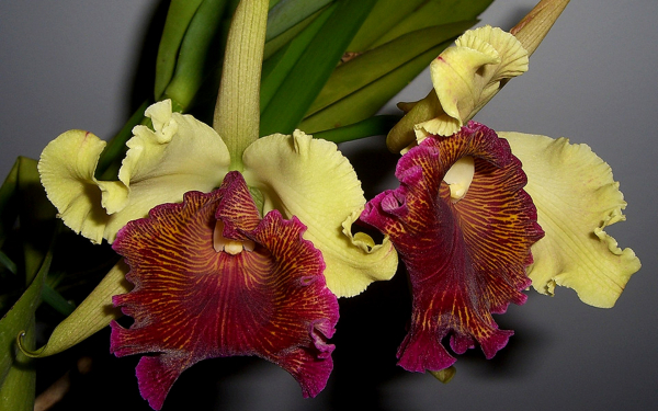 Красивые орхидеи