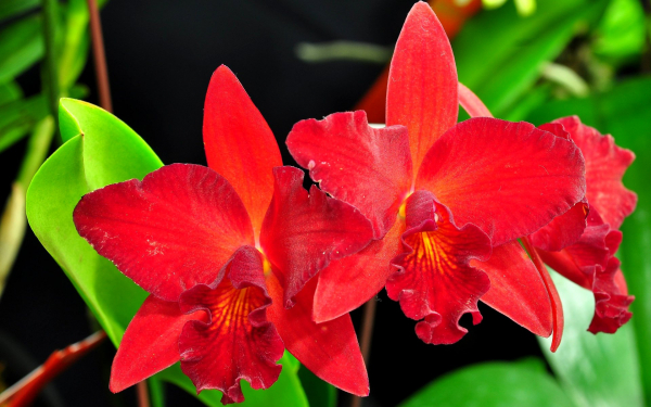 Красные орхидеи