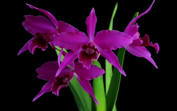 Лелия пурпурная