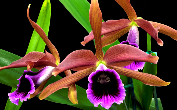 Лелия тенеброса