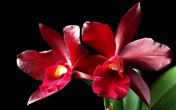 Орхидеи бордовые