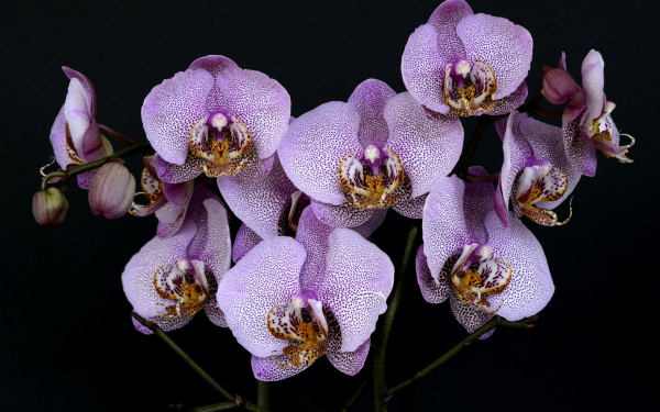 Орхидеи фаленопсис