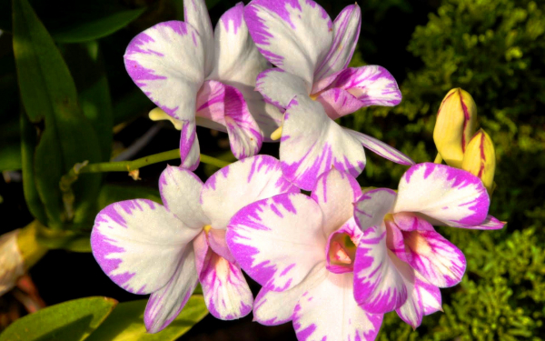 Дендробиум