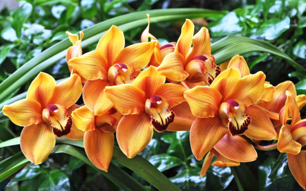 Оранжевые орхидеи